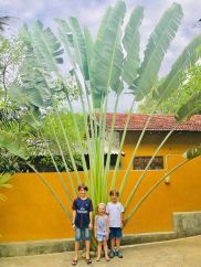 Dernière photo devant un superbe palmier éventail.