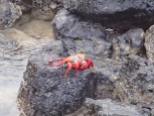 Les crabes rouges sur la roche noire.