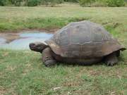 Puis direction Rancho Primicias qui abrite des dizaines de tortues géantes en liberté.