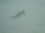 Petit requin à pointe noire qui vient se baigner avec nous.