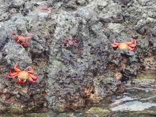 Des crabes rouges nous attendent à l'accostage.