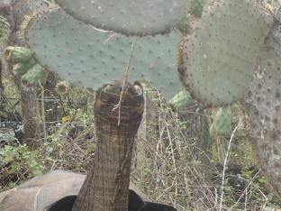 C'est trop bon le cactus!!